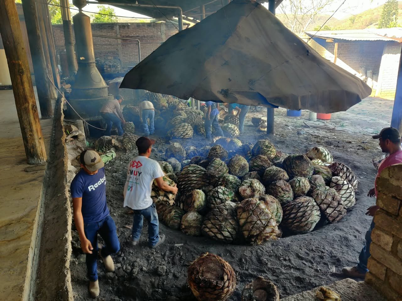 Agave y trabajo raicillero en la Sierra de Jalisco