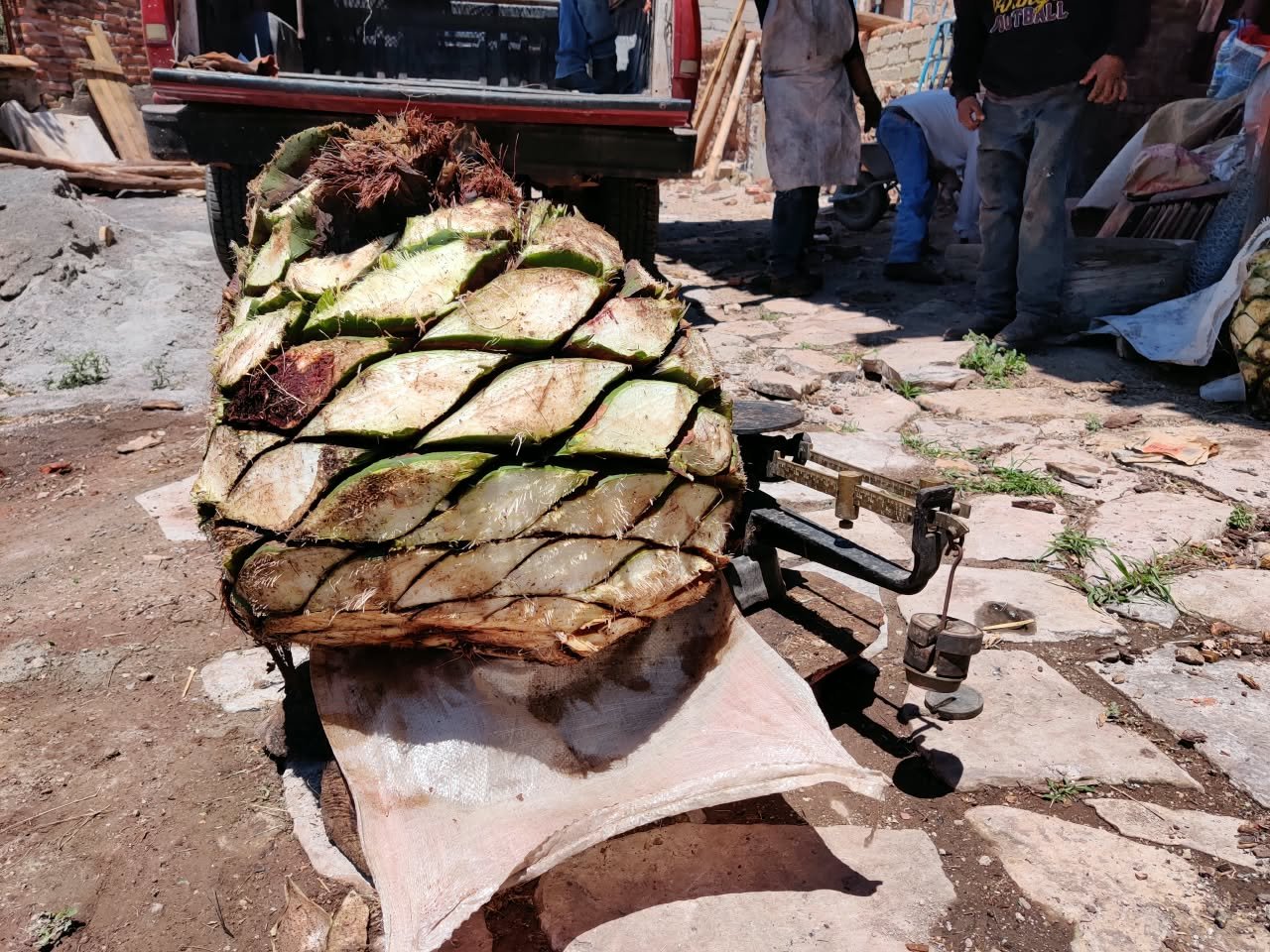 Archivo visual · LA RAICILLA EN LA CLANDESTINIDAD · Barranca de Jalpa