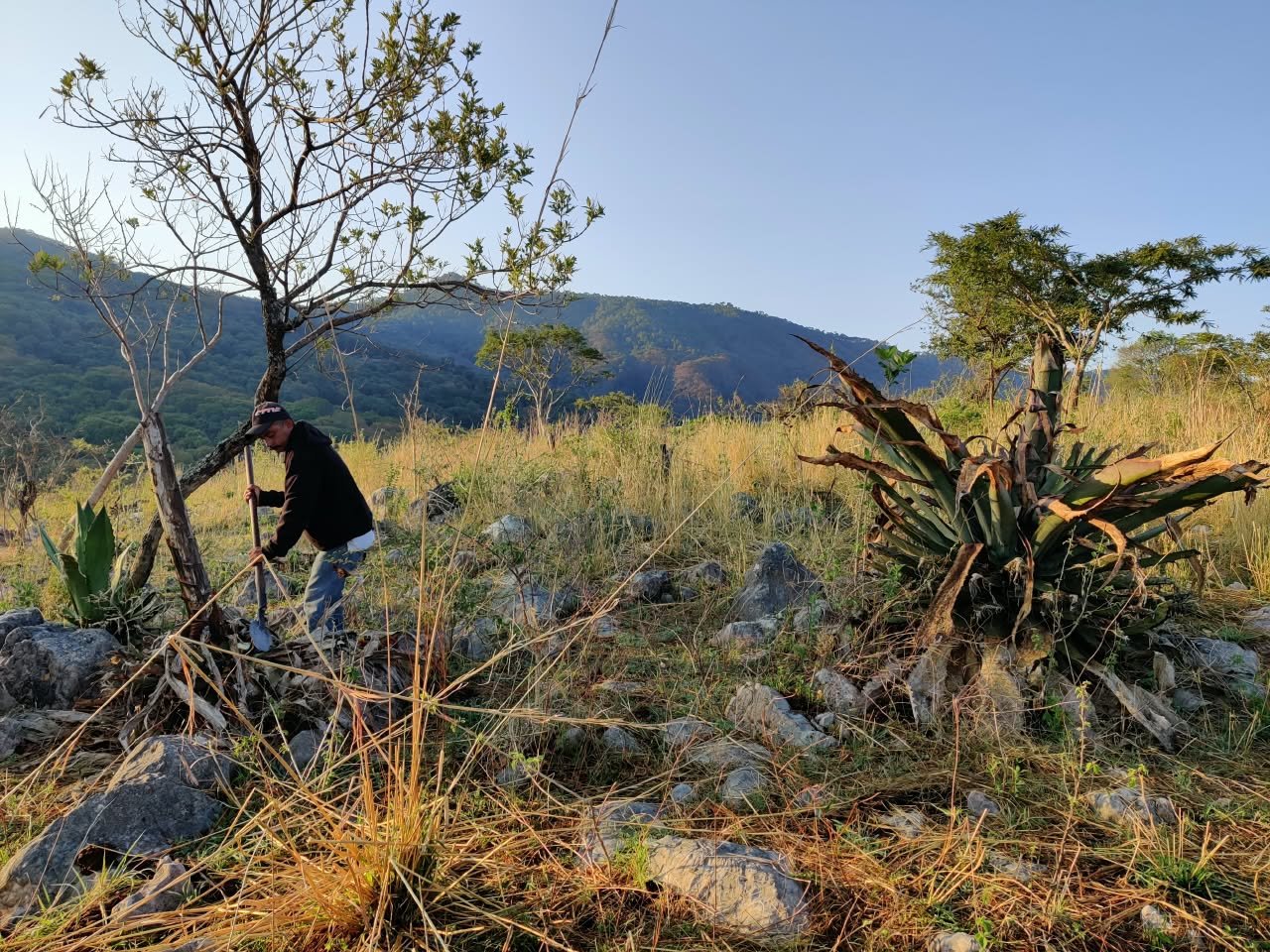 Archivo visual · LA RAICILLA EN LA CLANDESTINIDAD · Barranca de Jalpa