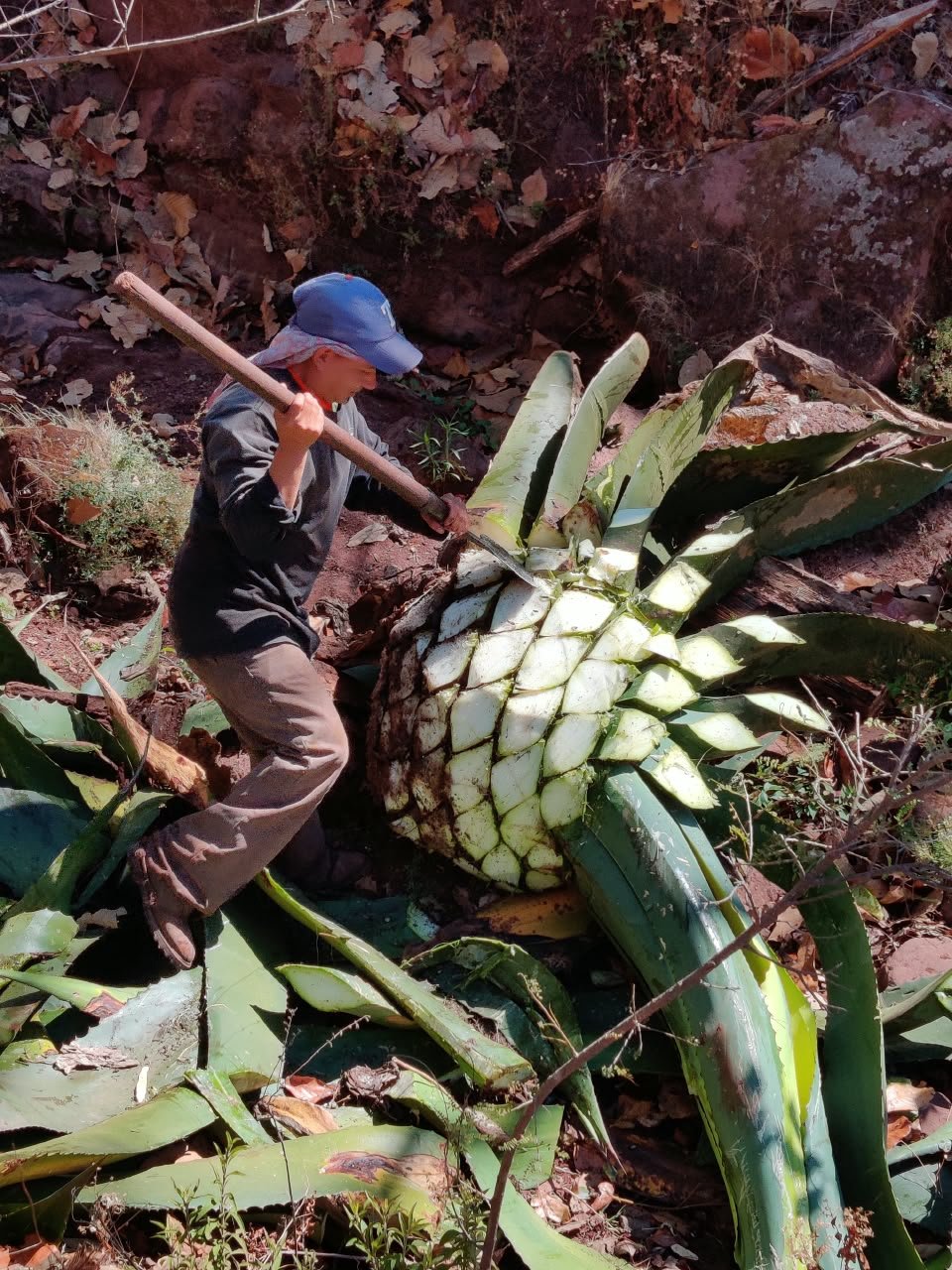 Archivo visual · HIERRO, MINAS Y MEZCAL · Barranca de Jalpa