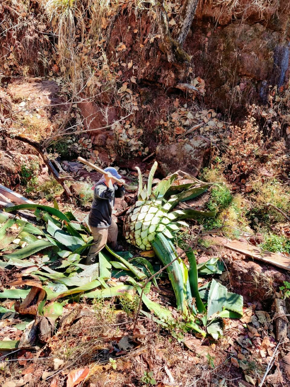 Archivo visual · HIERRO, MINAS Y MEZCAL · Barranca de Jalpa