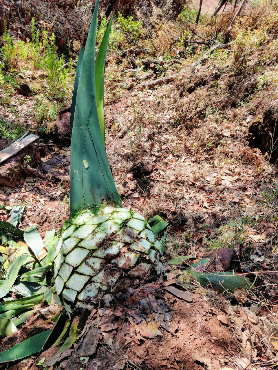 Archivo visual · HIERRO, MINAS Y MEZCAL · Barranca de Jalpa