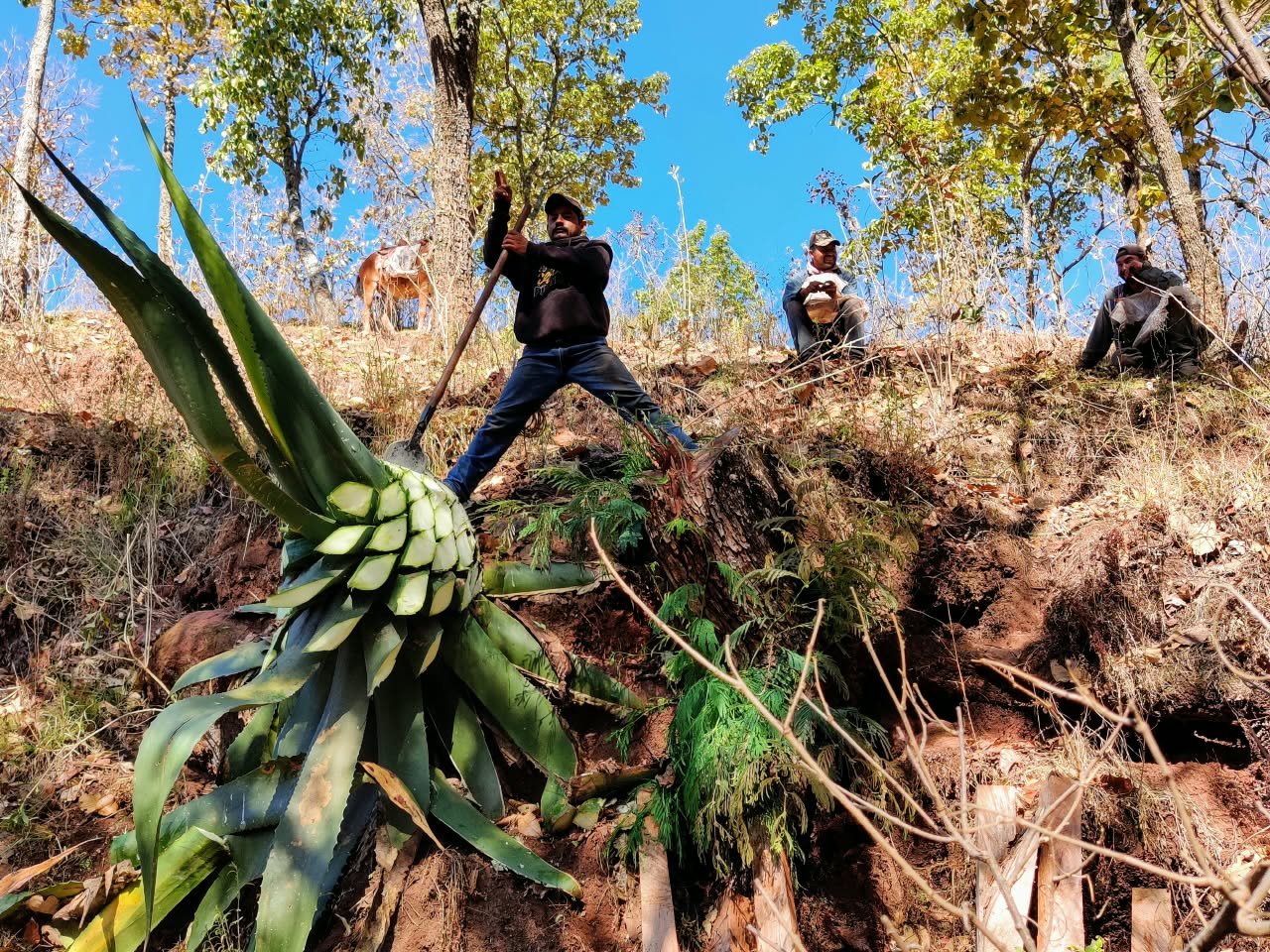 Barranca de Jalpa · capítulo I