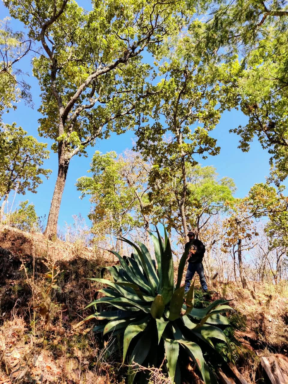 Archivo visual · LA MONTAÑA ANTES DE LA RAICILLA · Barranca de Jalpa