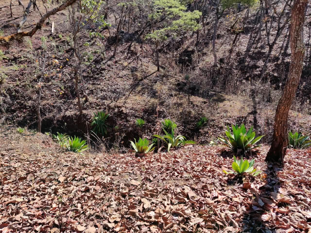 Barranca de Jalpa · capítulo VII