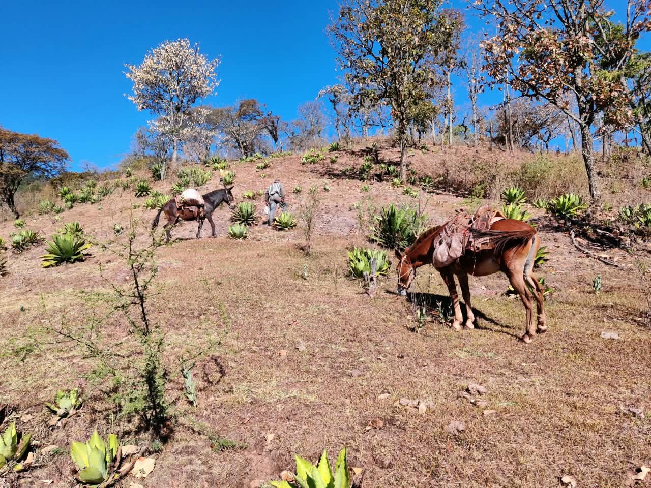 Archivo visual · DE LA LECHUGUILLA A AGAVE MAXIMILIANA · Barranca de Jalpa