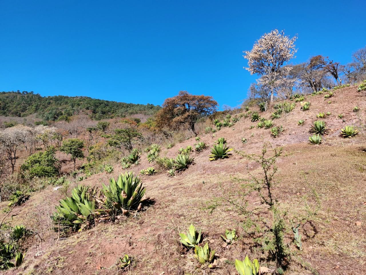Archivo visual · DE LA LECHUGUILLA A AGAVE MAXIMILIANA · Barranca de Jalpa