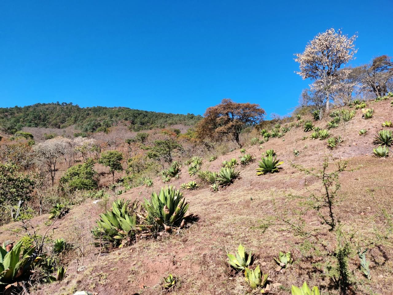 Archivo visual · LA RAICILLA EN LA CLANDESTINIDAD · Barranca de Jalpa