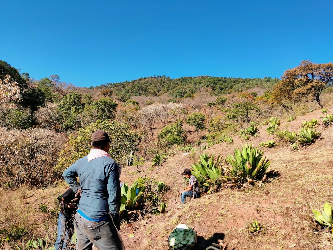 Archivo visual · DE LA LECHUGUILLA A AGAVE MAXIMILIANA · Barranca de Jalpa