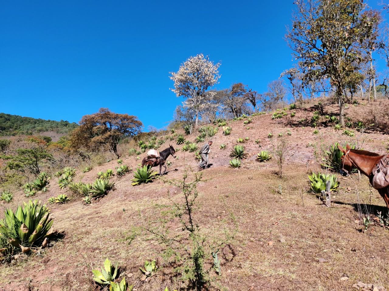 Archivo visual · DE LA LECHUGUILLA A AGAVE MAXIMILIANA · Barranca de Jalpa