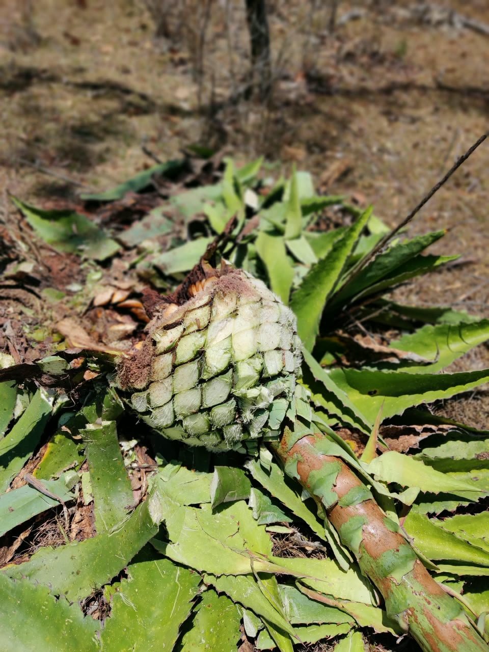 Archivo visual · ¿CUÁNTO VALE UNA BOTELLA DE RAICILLA? · Barranca de Jalpa