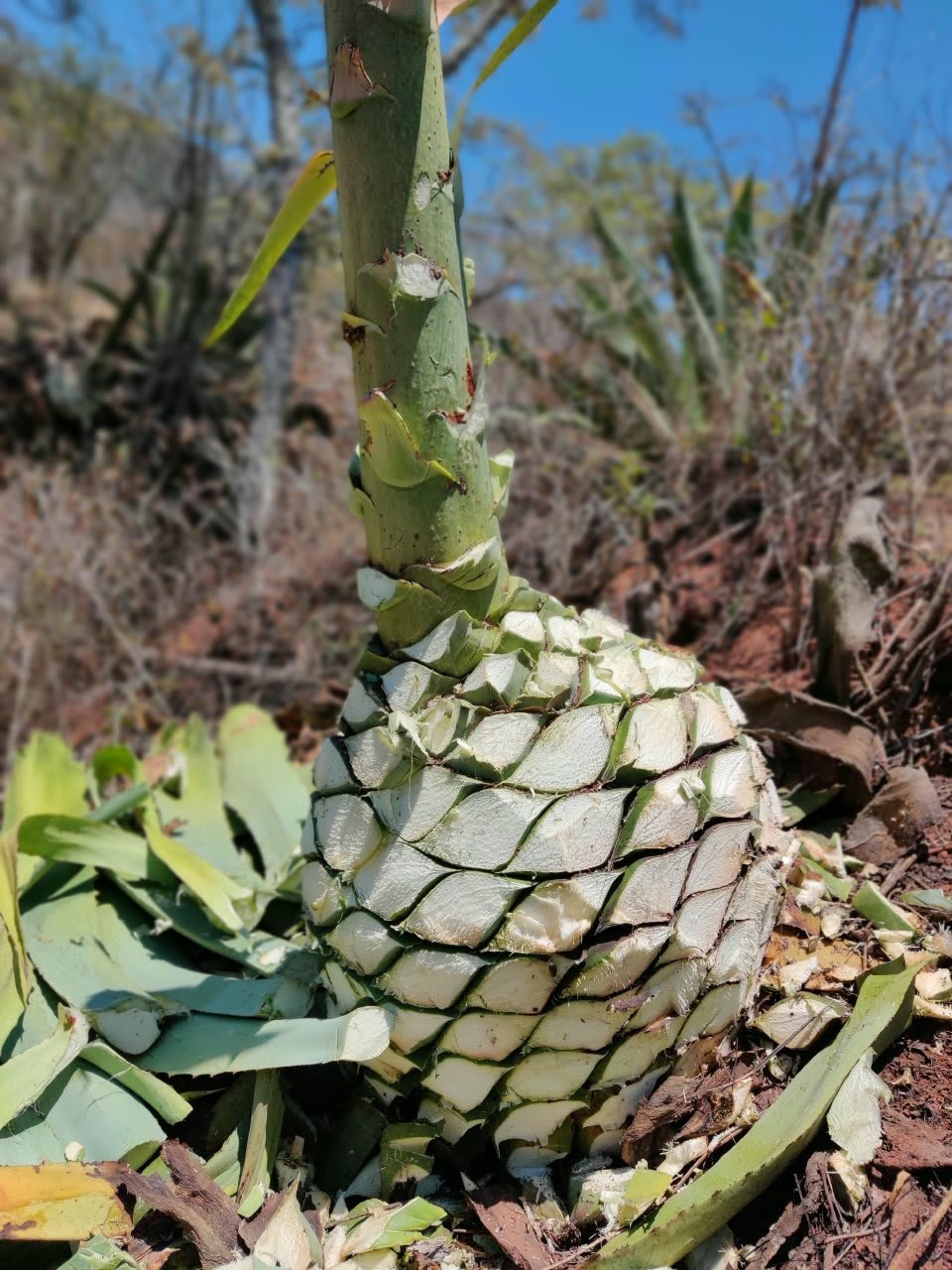 Barranca de Jalpa · capítulo V