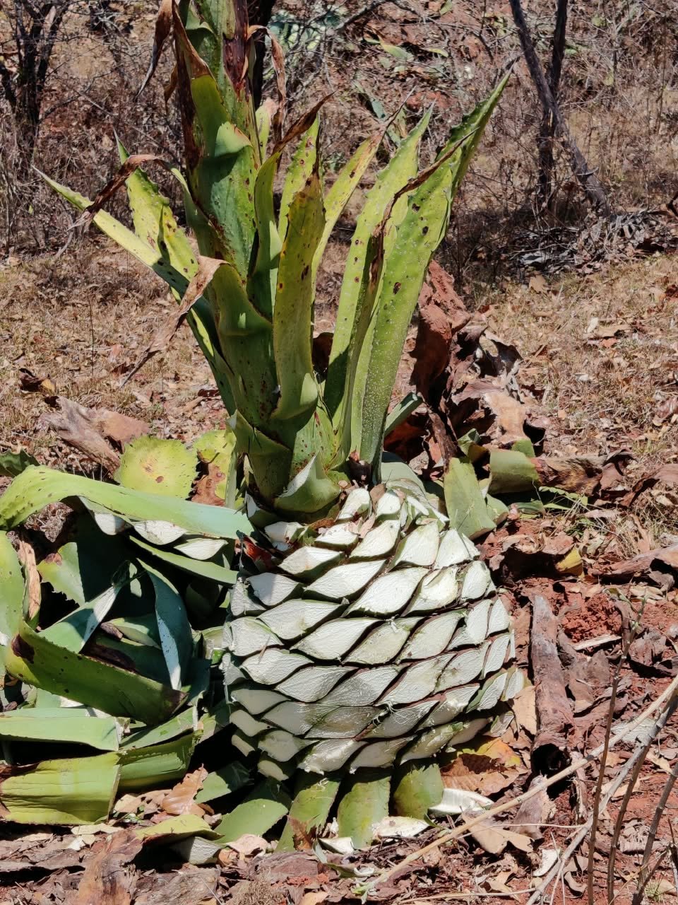 Archivo visual · ¿CUÁNTO VALE UNA BOTELLA DE RAICILLA? · Barranca de Jalpa