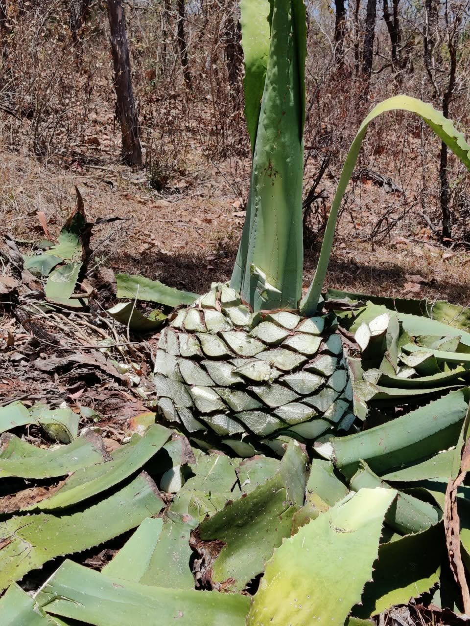 Archivo visual · ¿CUÁNTO VALE UNA BOTELLA DE RAICILLA? · Barranca de Jalpa