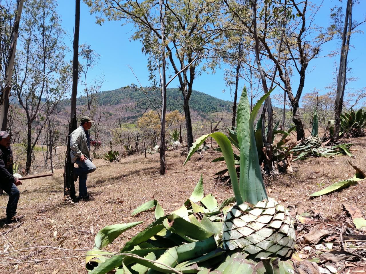 Archivo visual · ¿CUÁNTO VALE UNA BOTELLA DE RAICILLA? · Barranca de Jalpa