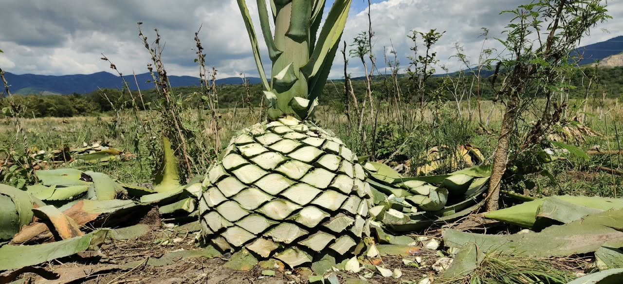Agave maximiliana en la Sierra de Jalisco
