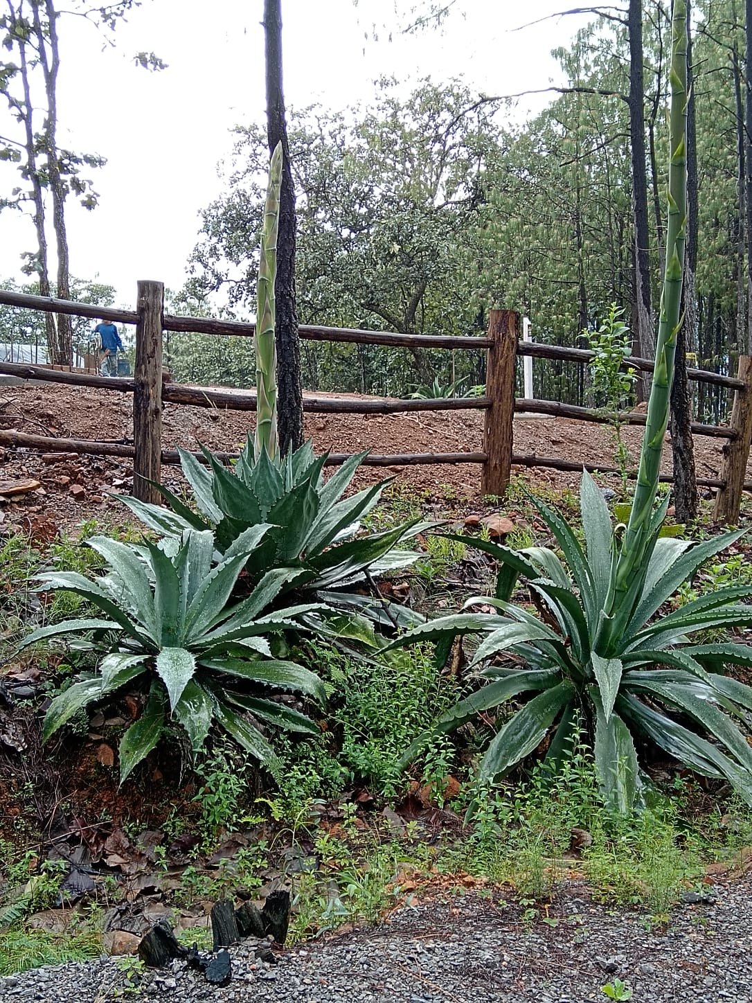 Agave Maximiliana